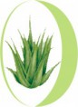 L'Aloe Vera et ses bien-faits
